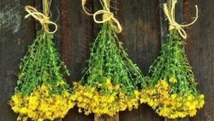 Чай із звіробою користь і шкода, властивості, протипоказання і рецепти, як сушити (шкода) Чай із звіробою користь і шкода, властивості, протипоказання і рецепти, як сушити