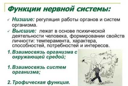 Центральна нервова система людини, функції та будова, з чого складається (система) Центральна нервова система людини, функції та будова, з чого складається