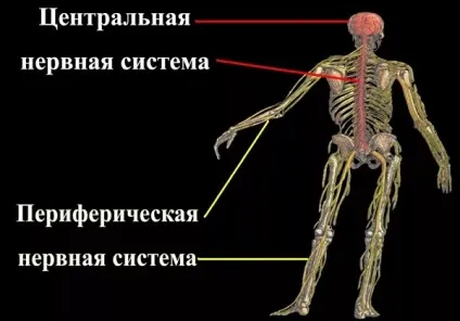 Центральна нервова система людини, функції та будова, з чого складається (центральна) Центральна нервова система людини, функції та будова, з чого складається