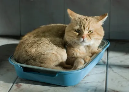 Чим лікувати алергію у кота (лікувати) Чим лікувати алергію у кота