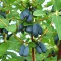 Чим корисні дощові черв'яки для грунту і всього саду (грунту) Чим корисні дощові черв'яки для грунту і всього саду