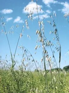Щоб перемогти вівсюг, необхідний комплекс заходів (сільське господарство) Щоб перемогти вівсюг, необхідний комплекс заходів