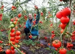 Чим поливати помідори, щоб швидше червоніли (швидше) Чим поливати помідори, щоб швидше червоніли
