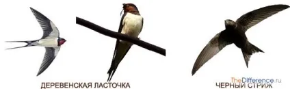 Чим відрізняються стрижі від ластівок (стрижі) Чим відрізняються стрижі від ластівок