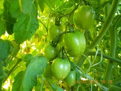 Чим підгодувати помідори, щоб швидше червоніли на кущу (куща) Чим підгодувати помідори, щоб швидше червоніли на кущу