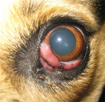 Що робити, якщо у собаки сльозяться очі, причини, поради, лікування (собаки) Що робити, якщо у собаки сльозяться очі, причини, поради, лікування
