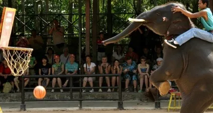 Що подивитися в Паттайя - куди піти самостійно (подивитися) Що подивитися в Паттайя - куди піти самостійно