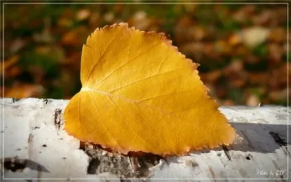 Що таке бабине літо