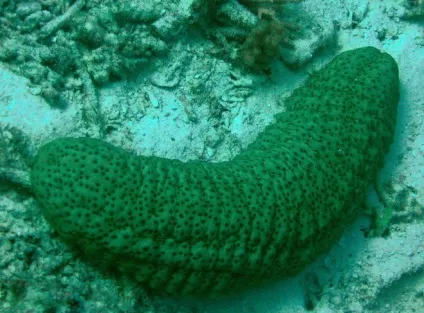 Що не буває морським (см)
