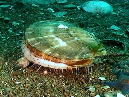 Що не буває морським (см)
