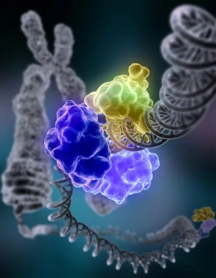 Що собою являє ДНК, dna solutions - генетична лабораторія (собою) Що собою являє ДНК, dna solutions - генетична лабораторія