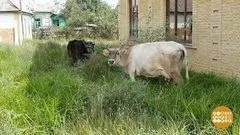 Що за птах цей гусак