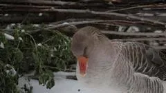 Що за птах цей гусак