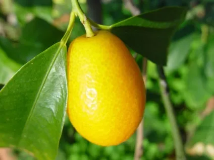 Що таке кумкват - кумкват кольоровий корисні властивості - продукти харчування (кумкват) Що таке кумкват - кумкват кольоровий корисні властивості - продукти харчування