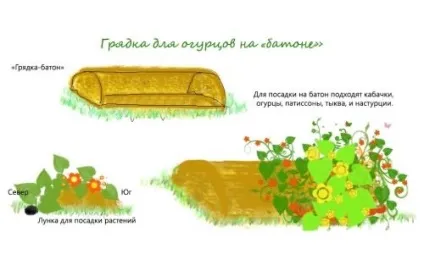 Як садити кабачки і гарбуз (кабачки) Як садити кабачки і гарбуз