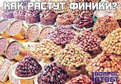 Як ростуть фініки фото і відео (фініки) Як ростуть фініки фото і відео