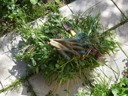 Як вирішити проблеми саду за допомогою ландшафтного дизайну