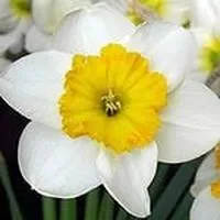 Квіти - національні символи країн (квіти) Квіти - національні символи країн