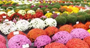 Квітка олеандр догляд і вирощування в домашніх умовах (умовах) Квітка олеандр догляд і вирощування в домашніх умовах