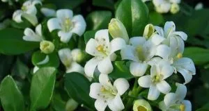 Квітка олеандр догляд і вирощування в домашніх умовах (умовах) Квітка олеандр догляд і вирощування в домашніх умовах