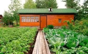 Дачна амністія що це, умови, терміни і порядок проведення