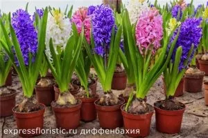 Квіти, які повинні бути в кожному домі (повинні) Квіти, які повинні бути в кожному домі