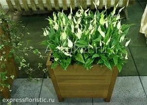 Квіти, які повинні бути в кожному домі (які) Квіти, які повинні бути в кожному домі