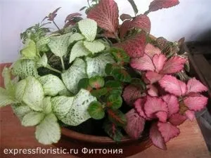 Квіти, які повинні бути в кожному домі (будинку) Квіти, які повинні бути в кожному домі
