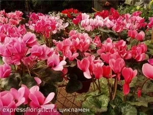 Квіти, які повинні бути в кожному домі (які) Квіти, які повинні бути в кожному домі