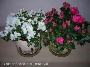 Квіти, які повинні бути в кожному домі (будинку) Квіти, які повинні бути в кожному домі