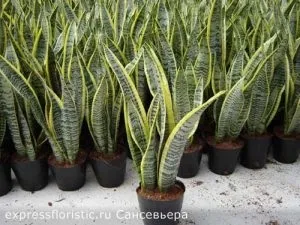 Квіти, які повинні бути в кожному домі (будинку) Квіти, які повинні бути в кожному домі