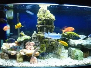 Ціхліднік оформлення своїми руками