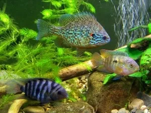 Ціхліднік оформлення своїми руками