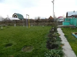 Квітники підбираємо поєднання хвойних рослин з трояндами, створюємо гарний сад (поєднання) Квітники підбираємо поєднання хвойних рослин з трояндами, створюємо гарний сад