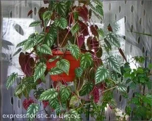 Квіти, які повинні бути в кожному домі (повинні) Квіти, які повинні бути в кожному домі