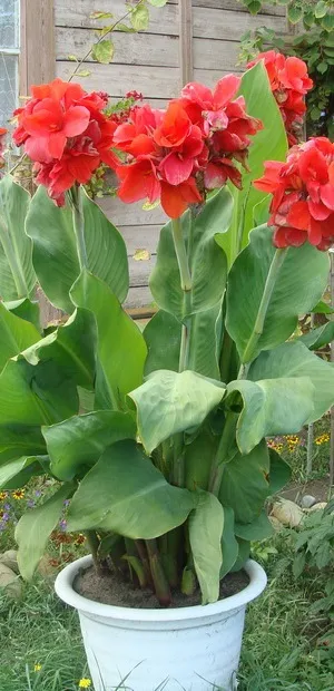 Квіти канни фото сортів і видів канн, листя і бульби рослини канна (канни) Квіти канни фото сортів і видів канн, листя і бульби рослини канна
