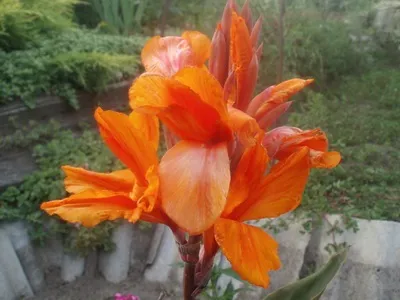 Квіти канни фото сортів і видів канн, листя і бульби рослини канна (сортів) Квіти канни фото сортів і видів канн, листя і бульби рослини канна