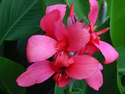 Квіти канни фото сортів і видів канн, листя і бульби рослини канна (фото) Квіти канни фото сортів і видів канн, листя і бульби рослини канна
