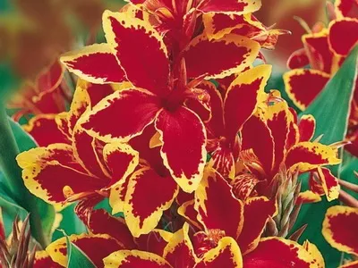 Квіти канни фото сортів і видів канн, листя і бульби рослини канна (канни) Квіти канни фото сортів і видів канн, листя і бульби рослини канна