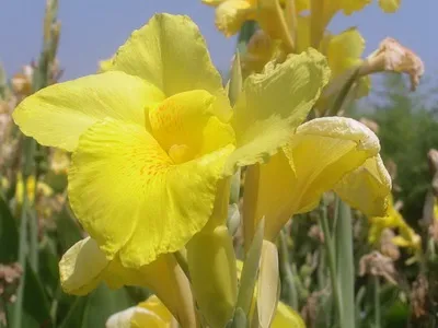 Квіти канни фото сортів і видів канн, листя і бульби рослини канна (фото) Квіти канни фото сортів і видів канн, листя і бульби рослини канна