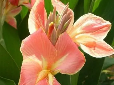 Квіти канни фото сортів і видів канн, листя і бульби рослини канна (фото) Квіти канни фото сортів і видів канн, листя і бульби рослини канна