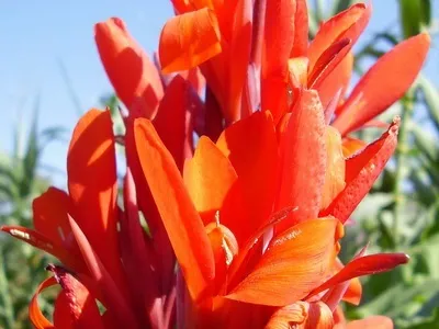 Квіти канни фото сортів і видів канн, листя і бульби рослини канна (фото) Квіти канни фото сортів і видів канн, листя і бульби рослини канна