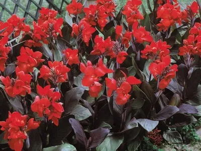Квіти канни фото сортів і видів канн, листя і бульби рослини канна (фото) Квіти канни фото сортів і видів канн, листя і бульби рослини канна