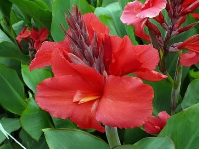 Квіти канни фото сортів і видів канн, листя і бульби рослини канна (канни) Квіти канни фото сортів і видів канн, листя і бульби рослини канна