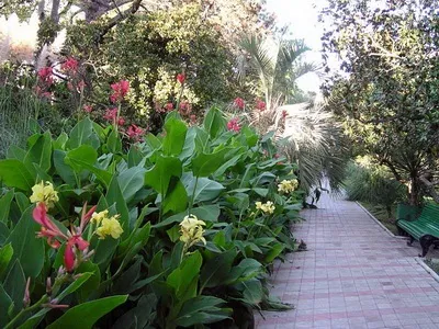 Квіти канни фото сортів і видів канн, листя і бульби рослини канна (фото) Квіти канни фото сортів і видів канн, листя і бульби рослини канна