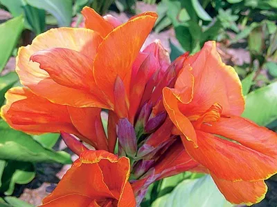 Квіти канни фото сортів і видів канн, листя і бульби рослини канна (фото) Квіти канни фото сортів і видів канн, листя і бульби рослини канна