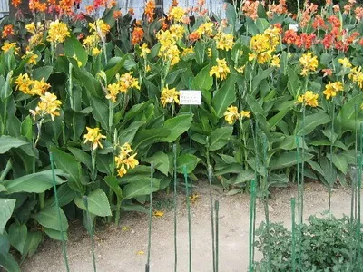 Квіти канни фото сортів і видів канн, листя і бульби рослини канна (канни) Квіти канни фото сортів і видів канн, листя і бульби рослини канна