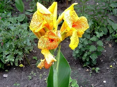 Квіти канни фото сортів і видів канн, листя і бульби рослини канна (фото) Квіти канни фото сортів і видів канн, листя і бульби рослини канна