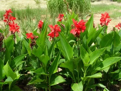 Квіти канни фото сортів і видів канн, листя і бульби рослини канна (фото) Квіти канни фото сортів і видів канн, листя і бульби рослини канна