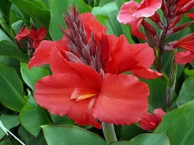 Квіти канни фото сортів і видів канн, листя і бульби рослини канна (фото) Квіти канни фото сортів і видів канн, листя і бульби рослини канна